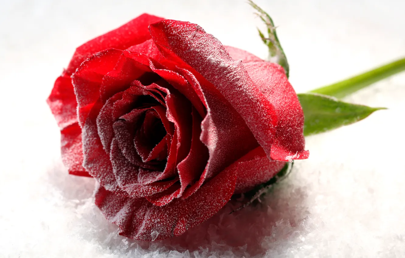Photo wallpaper snow, flowers, close-up, red, roses, white background, buds