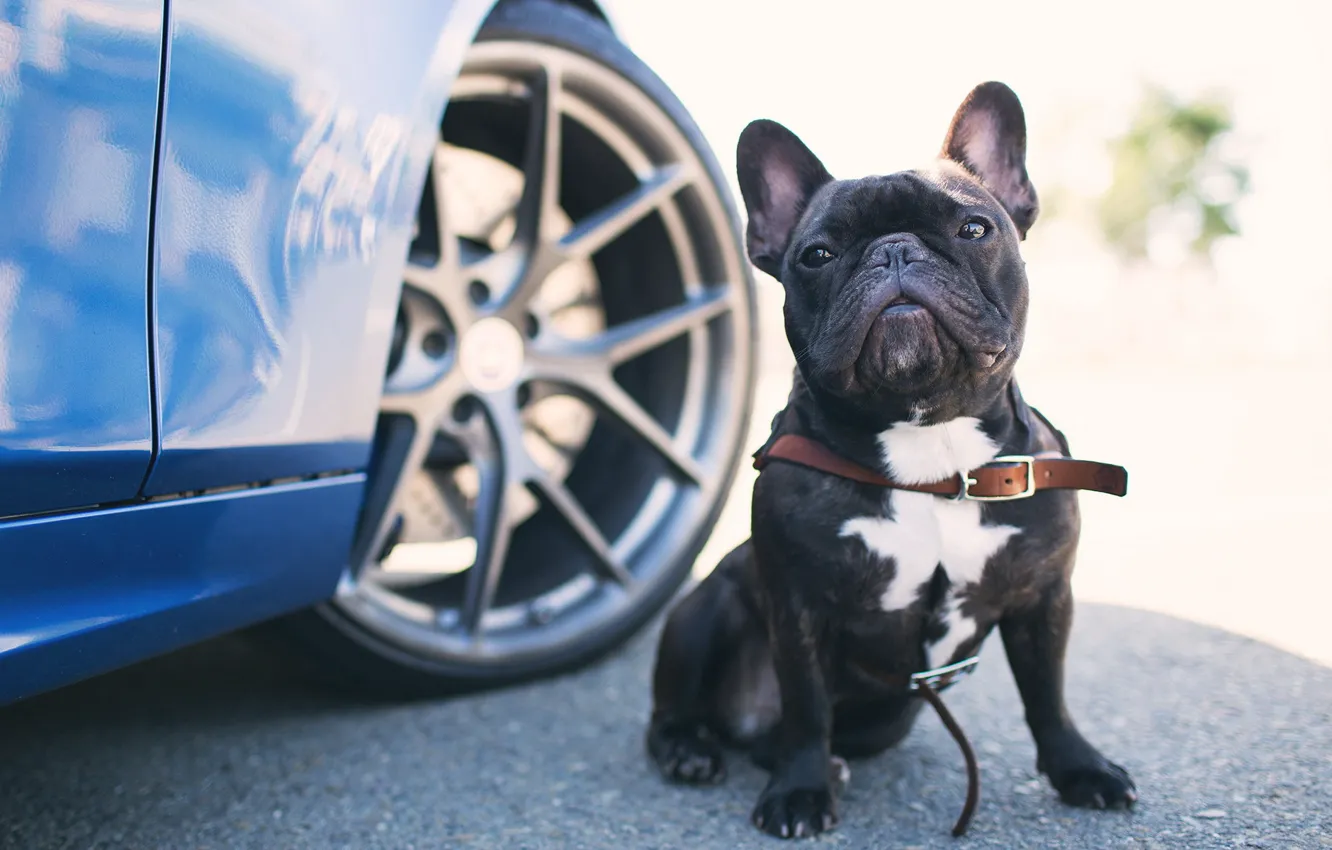 Photo wallpaper look, each, dog