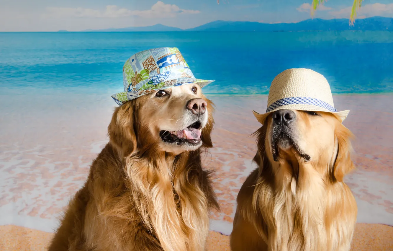 Photo wallpaper background, dog, hat, pair