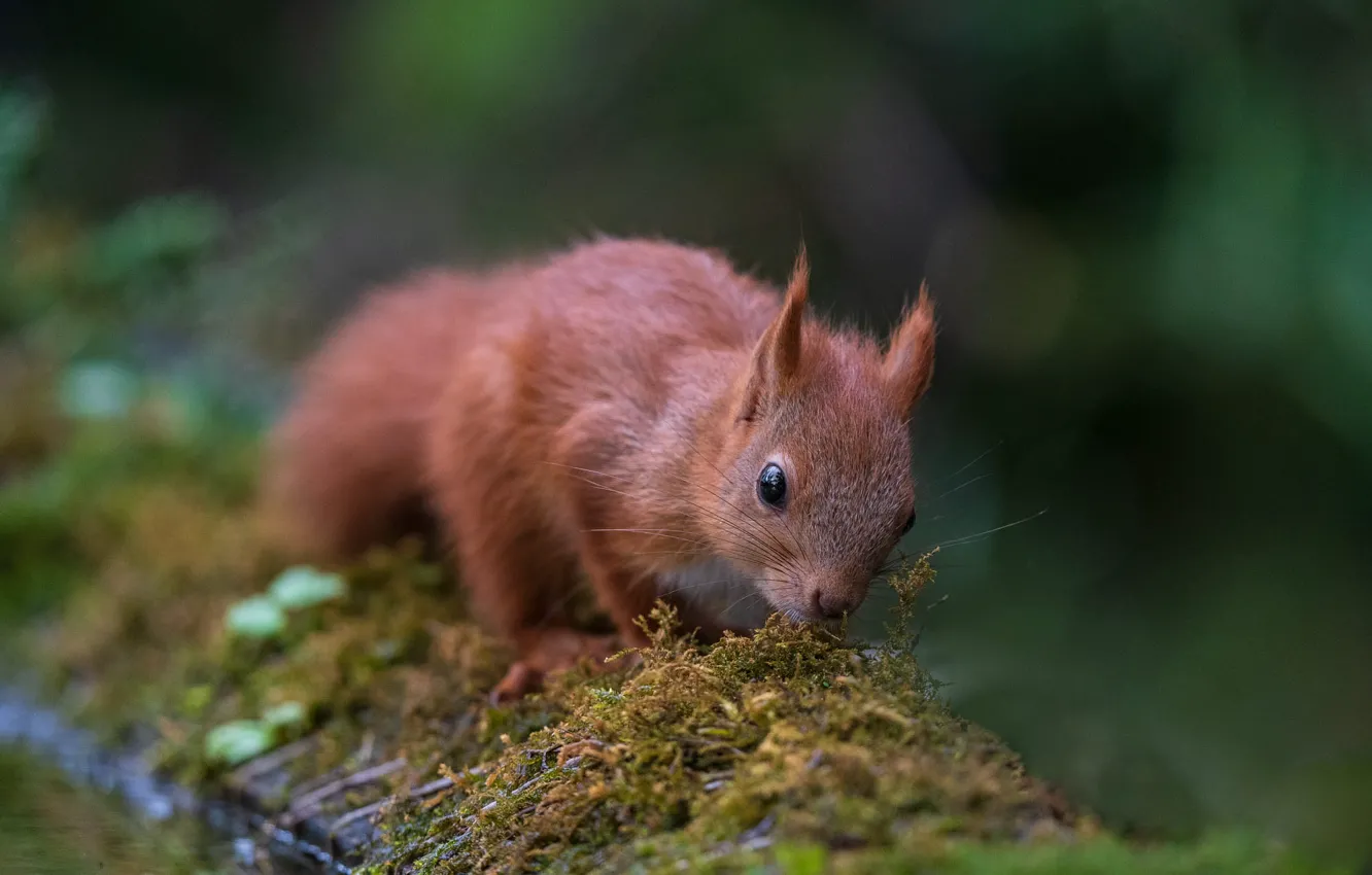 Photo wallpaper nature, animal, moss, protein, animal, rodent, Tamas Hauk