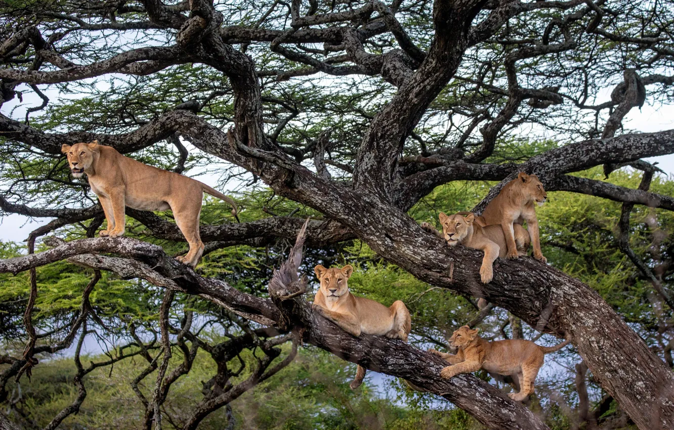Photo wallpaper animals, nature, animals, tree, predators, lions, Andrey Gudkov