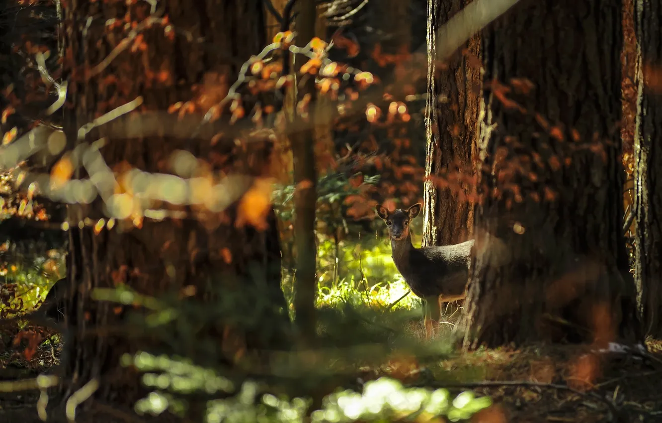 Photo wallpaper autumn, forest, nature, deer
