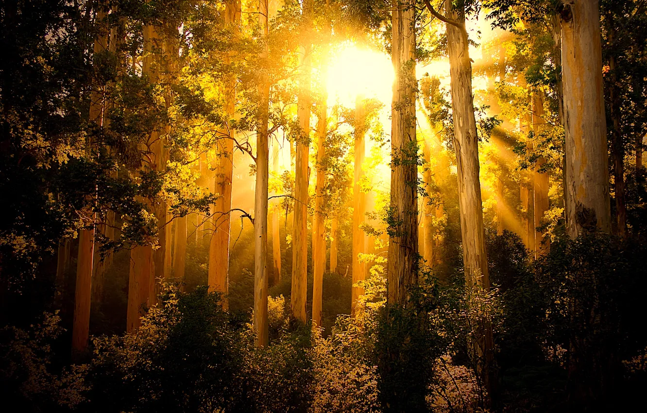 Photo wallpaper forest, rays, light, trees