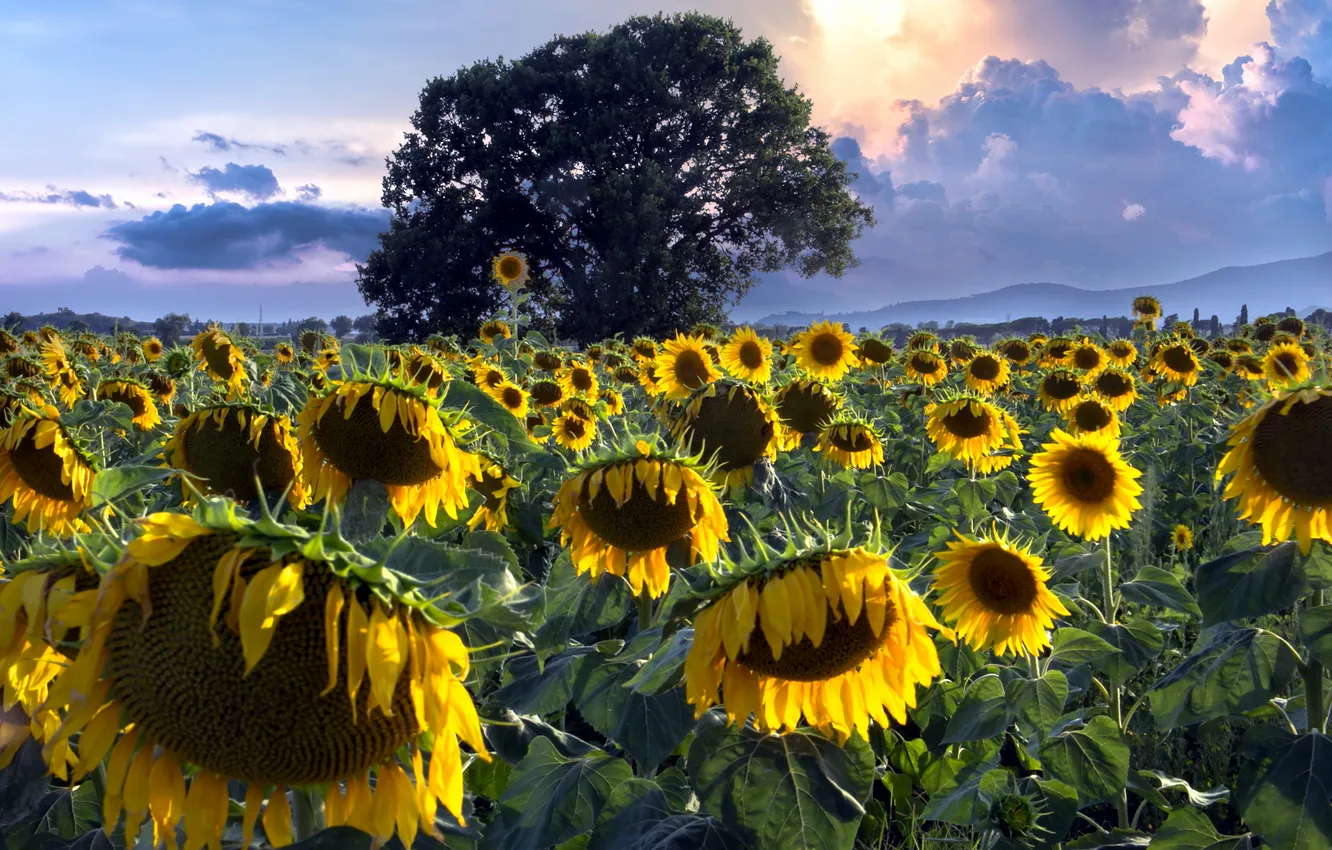 Photo wallpaper summer, sunflowers, landscape