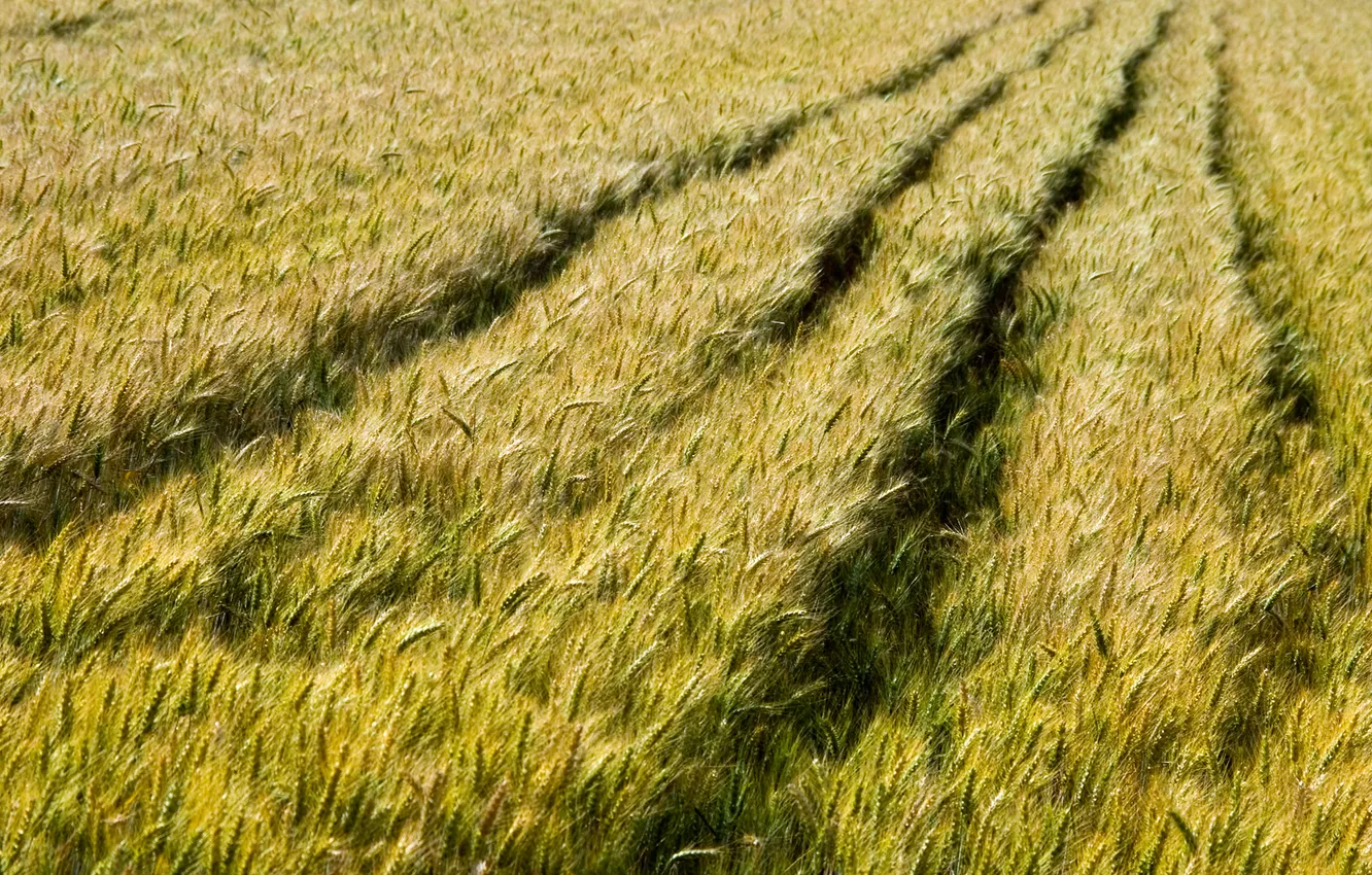 Photo wallpaper traces, spikelets, wheat field, the distance, Changeling.