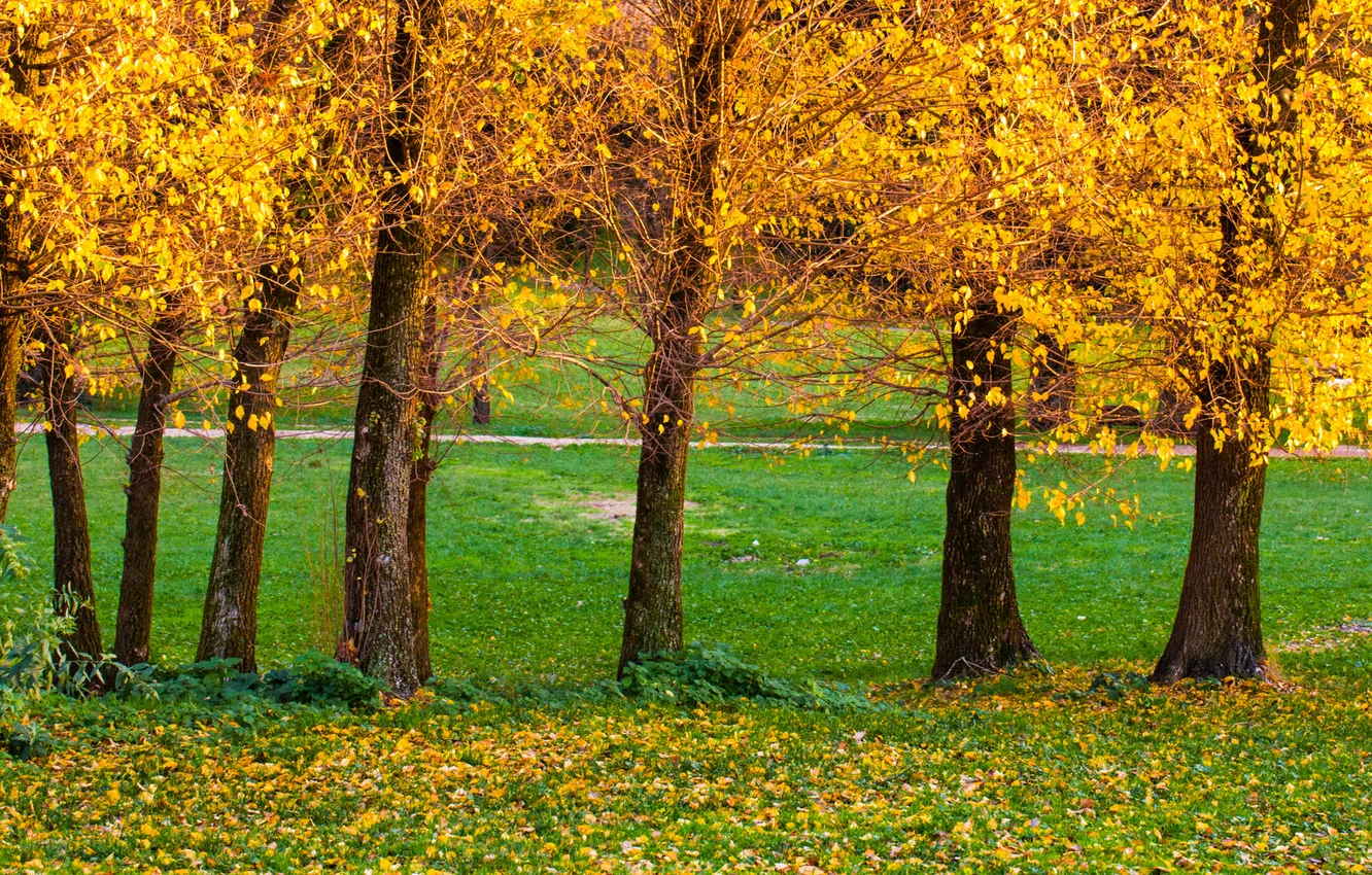 Photo wallpaper autumn, grass, leaves, trees, Park