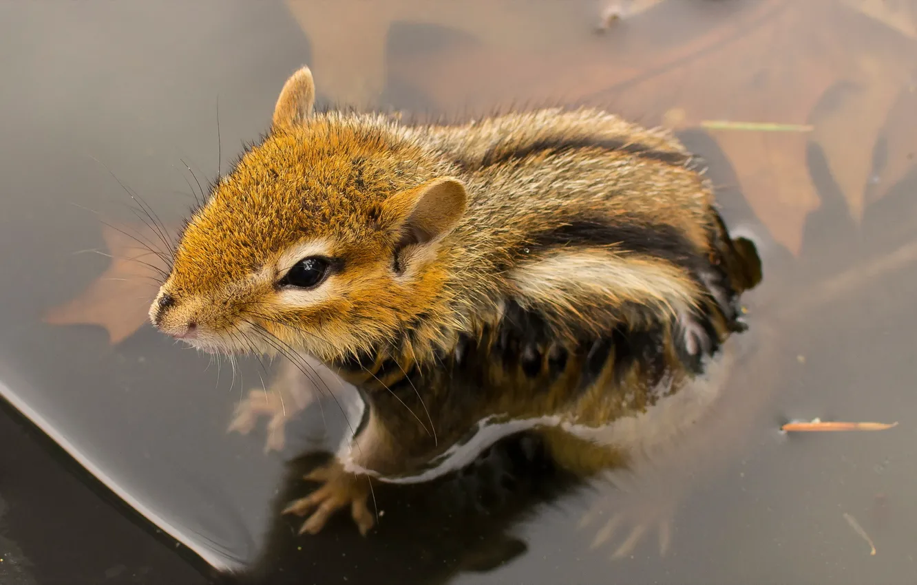 Photo wallpaper water, nature, chipmunk