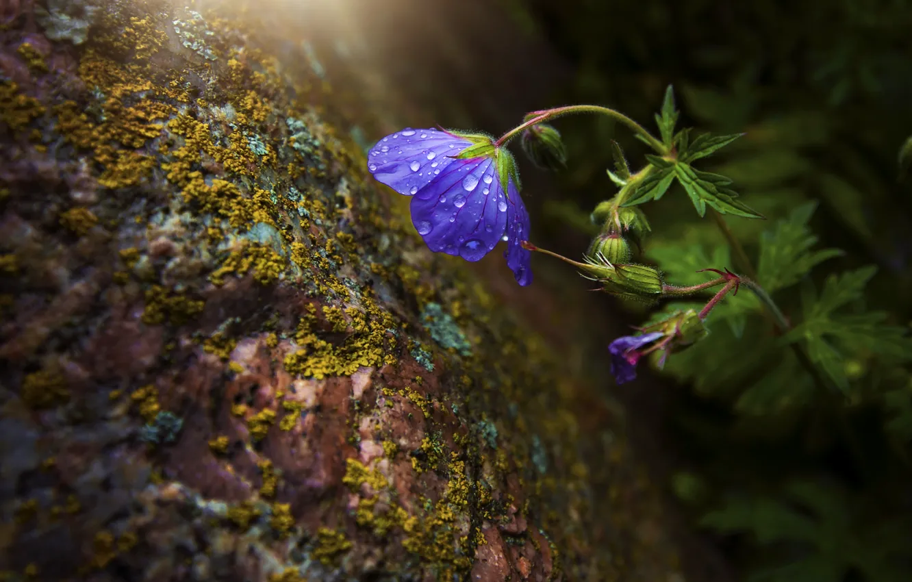 Photo wallpaper macro, flowers, stones, rocks, moss
