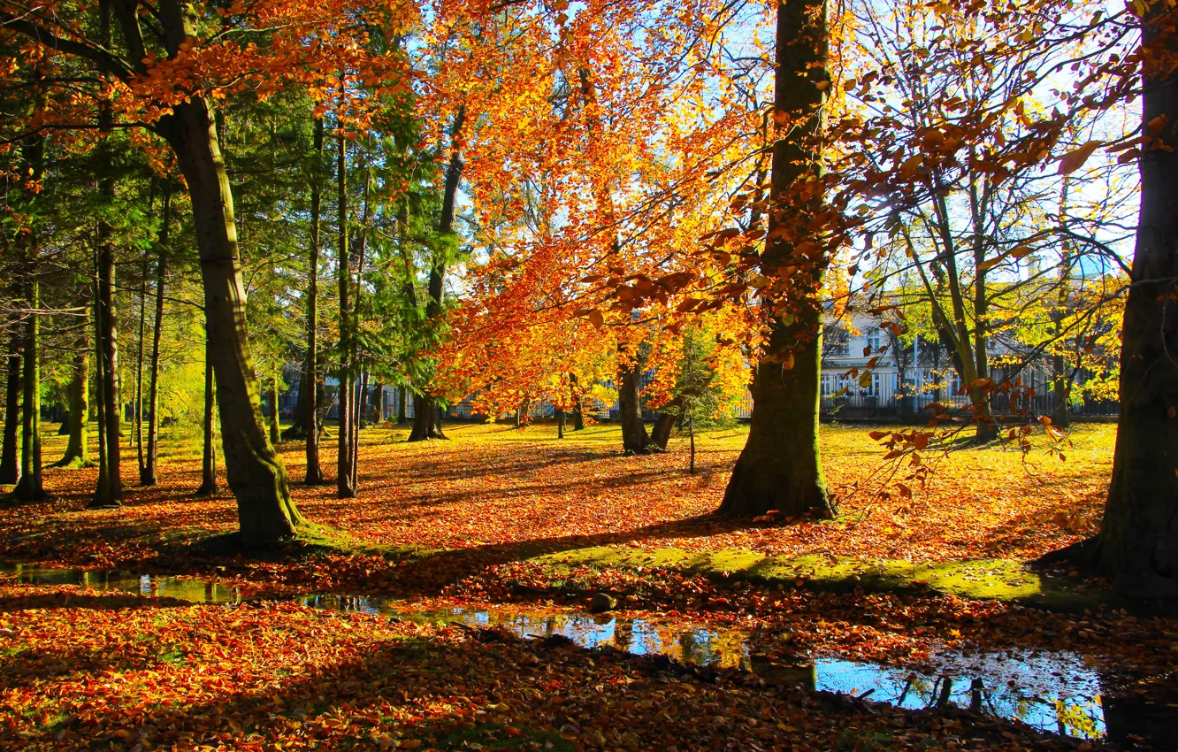 Photo wallpaper park, autumn, tree, fall