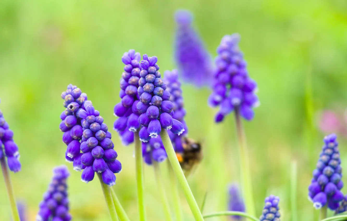 Photo wallpaper flower, blue, blooming