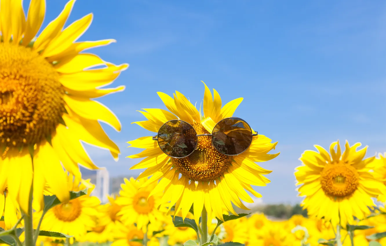 Photo wallpaper summer, sunflowers, glasses, summer, field, Happy, sunflower, sunglasses