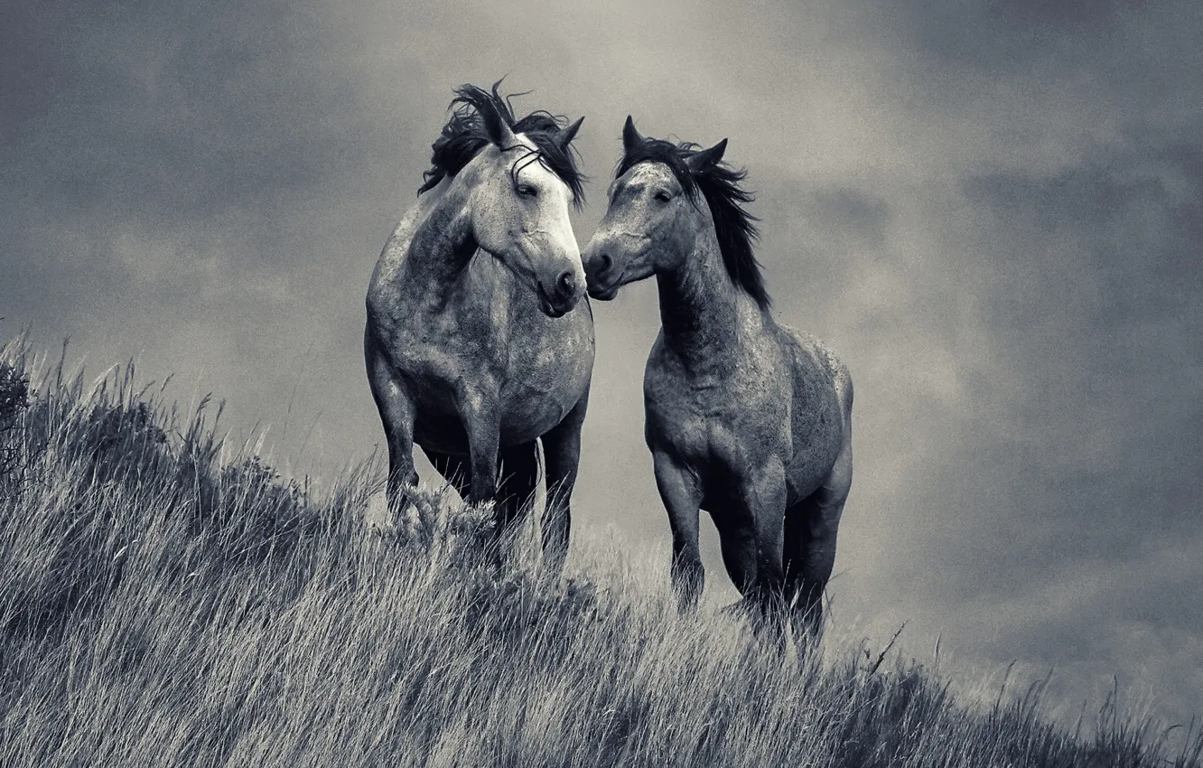 Photo wallpaper love, grass, field, horses, couple