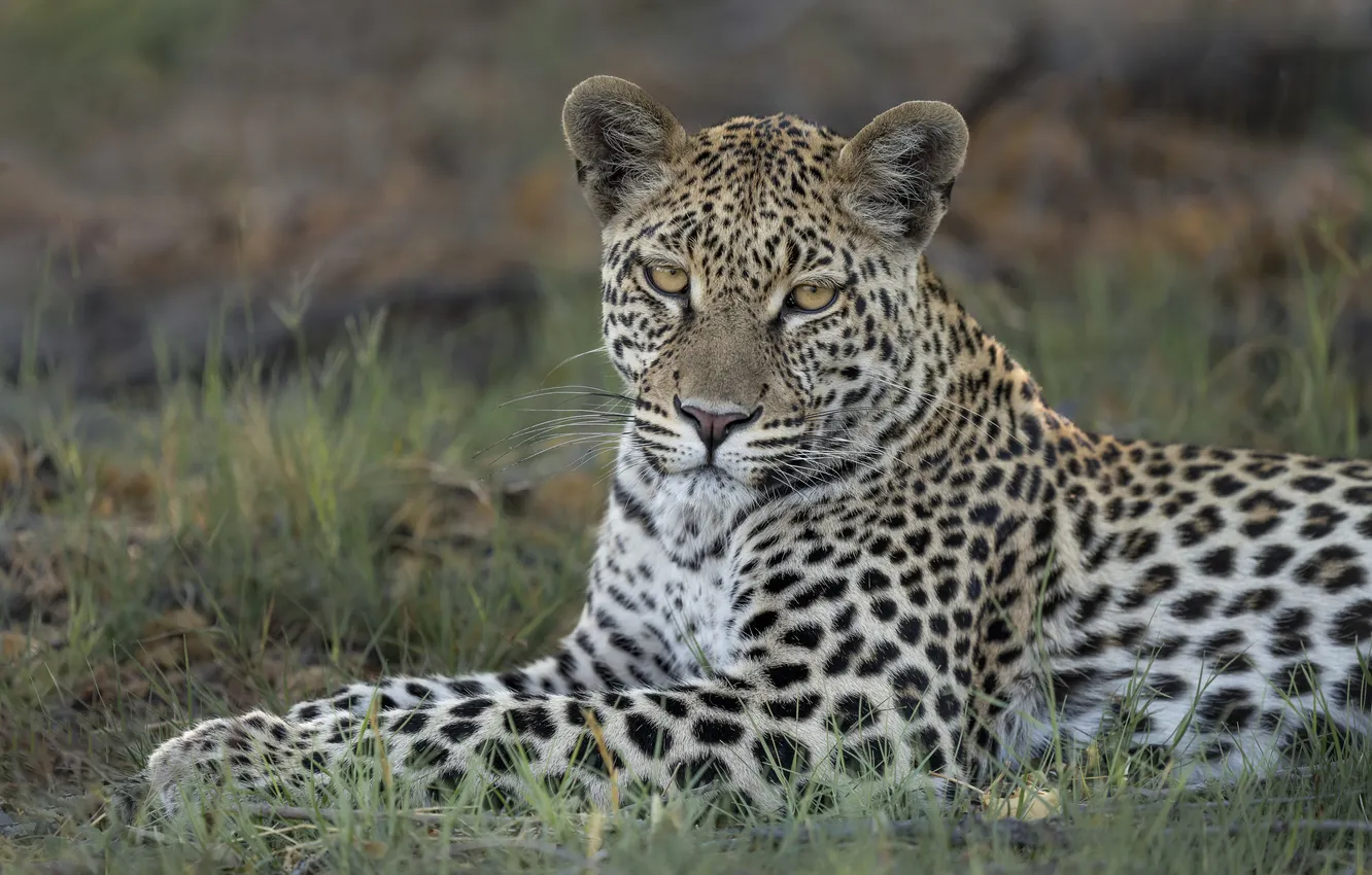 Photo wallpaper cat, leopard, wild, big cats