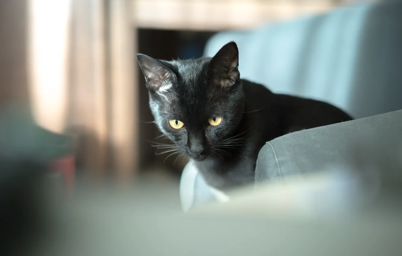 Photo wallpaper eyes, cat, black, cat