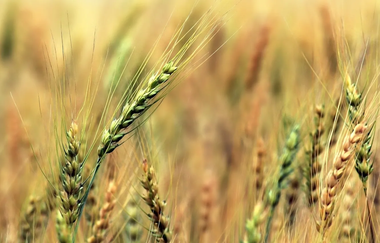 Photo wallpaper wheat, macro, green, background, widescreen, Wallpaper, rye, blur