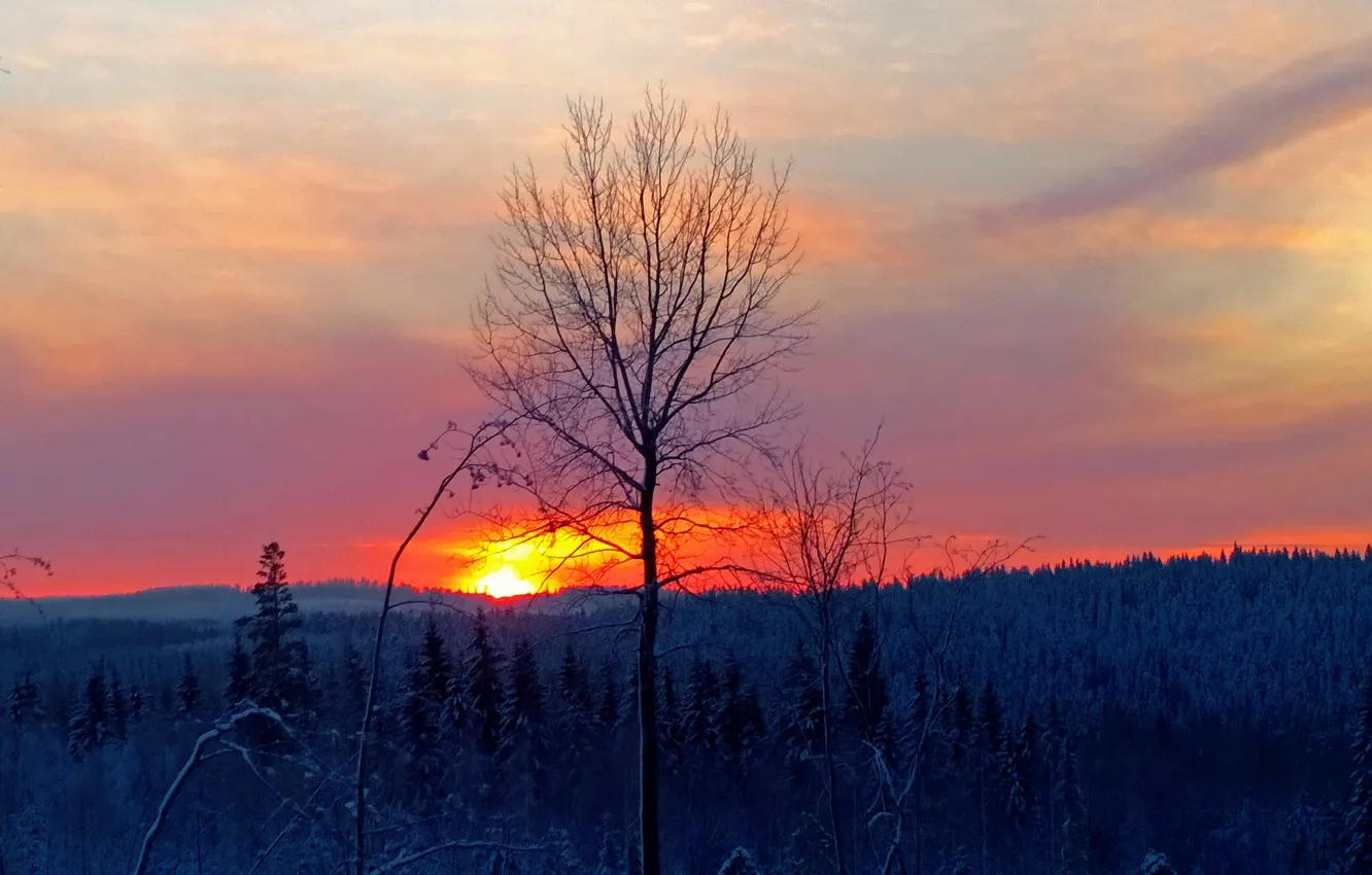 Photo wallpaper winter, forest, the sky, trees, sunset, glow