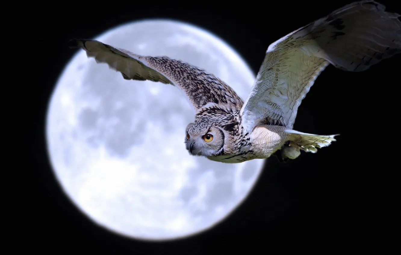 Photo wallpaper FLIGHT, NIGHT, The MOON, BIRD, OWL