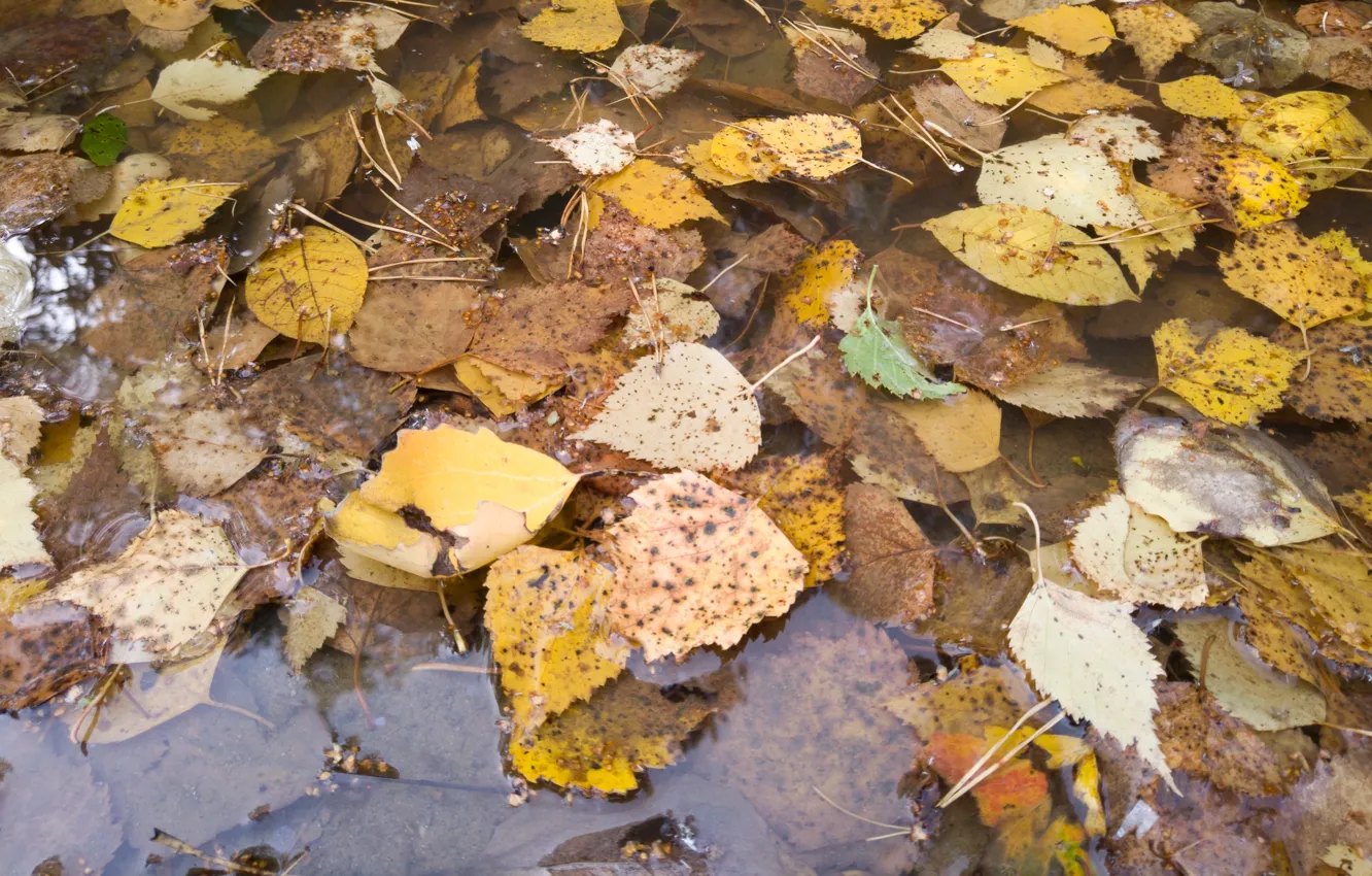 Photo wallpaper autumn, leaves, puddle