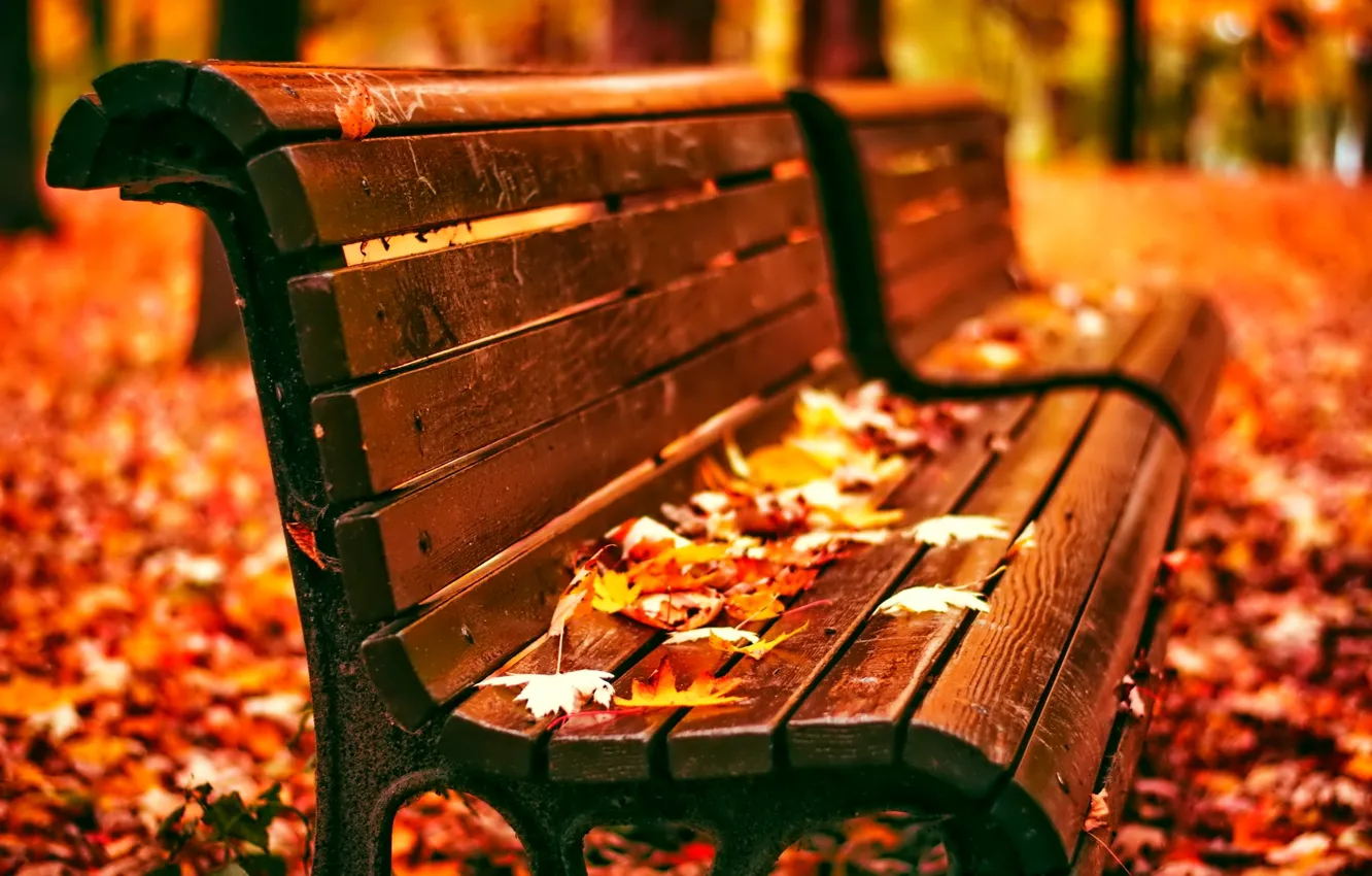 Photo wallpaper autumn, leaves, bench, Park