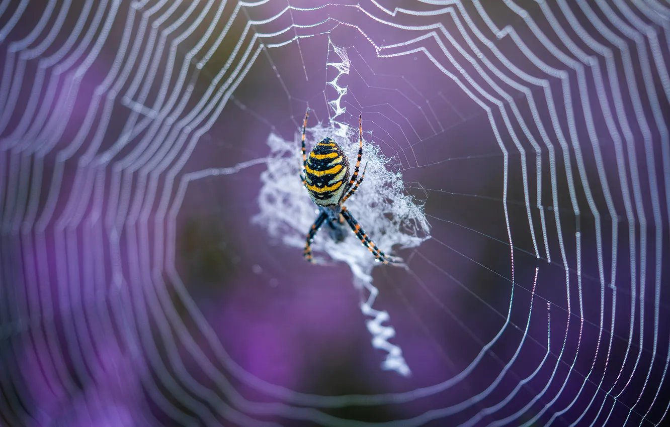 Photo wallpaper macro, web, spider