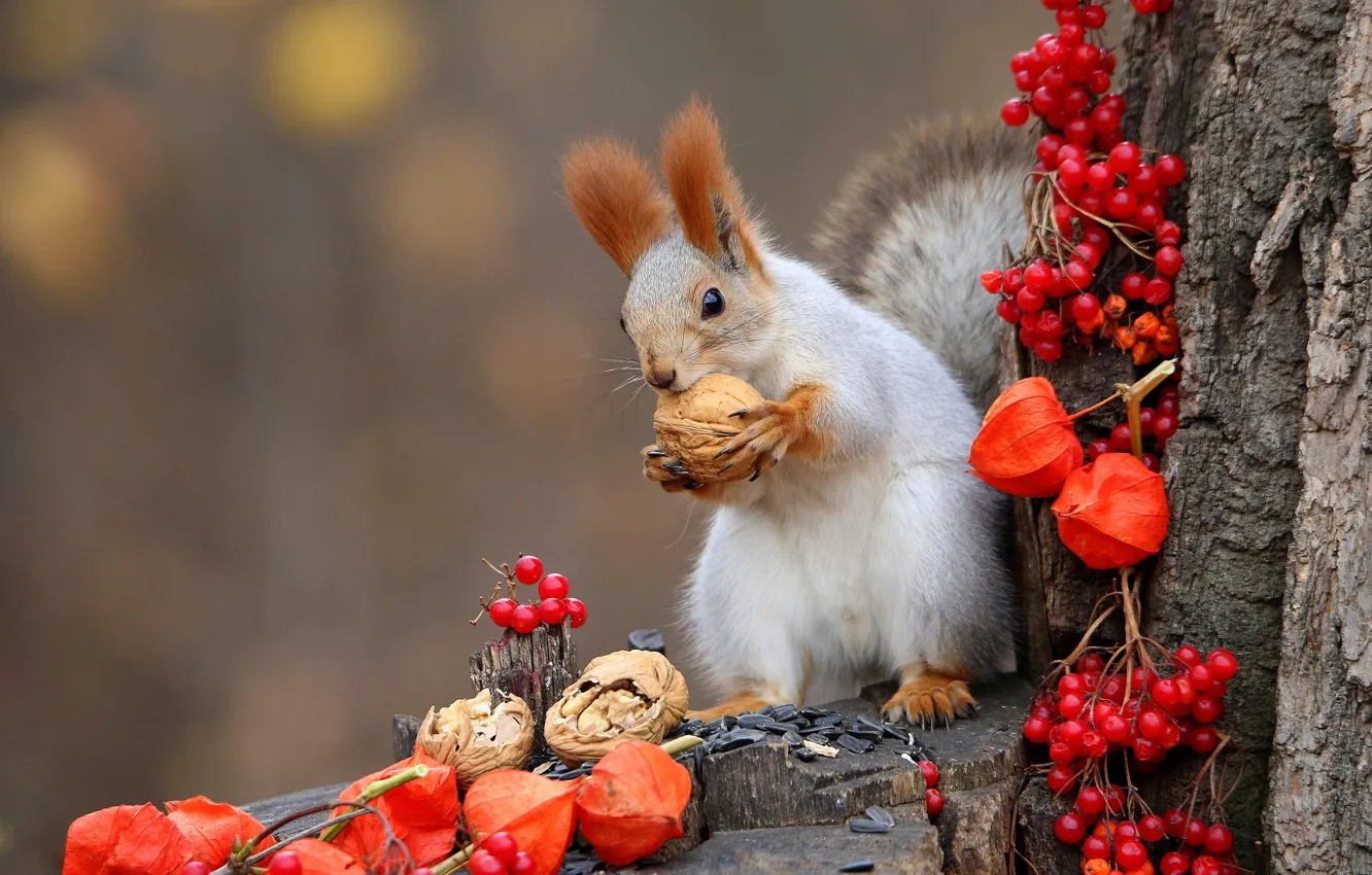 Photo wallpaper trees, nature, berries, protein, flashlight, nuts, physalis, animal