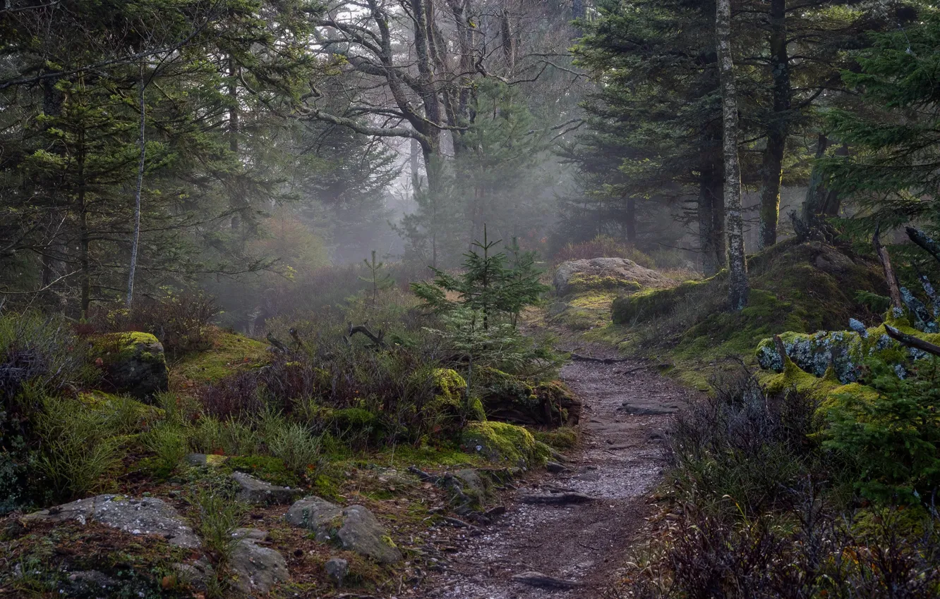 Photo wallpaper forest, trees, nature, stones, moss, path