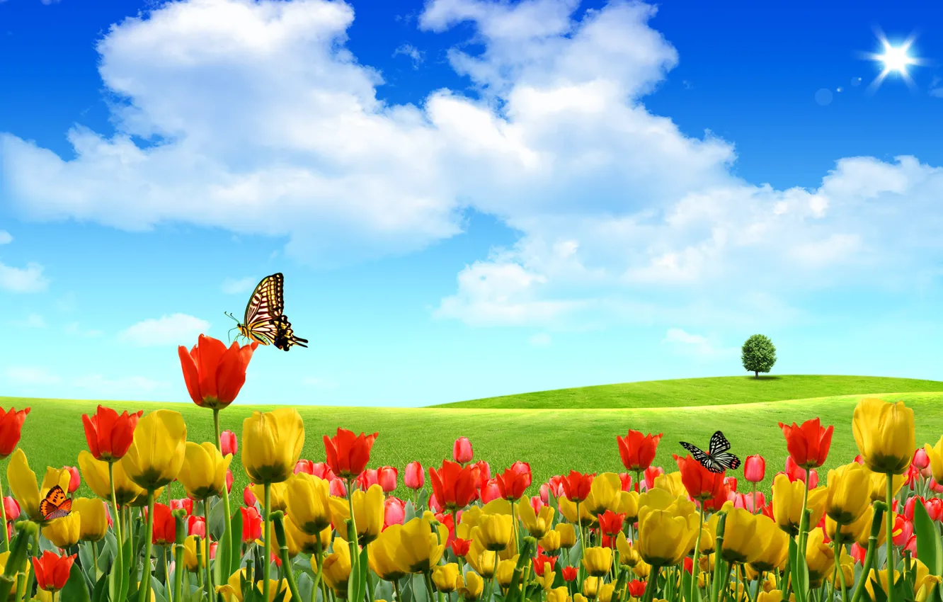 Photo wallpaper summer, the sky, butterfly, flowers, nature, tulips