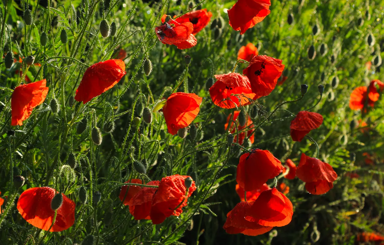 Photo wallpaper red, flower, poppy