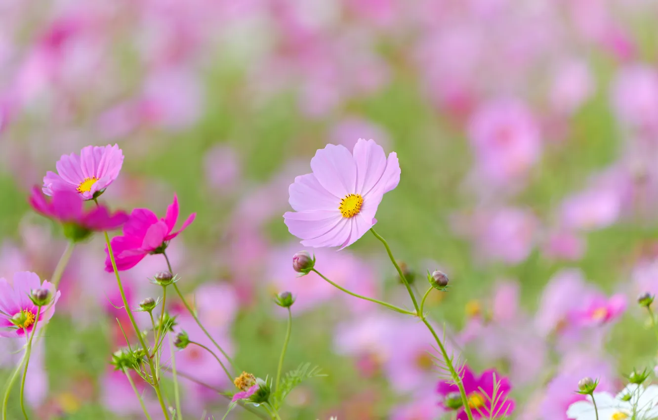 Photo wallpaper flowers, glade, pink, bokeh, cosmos