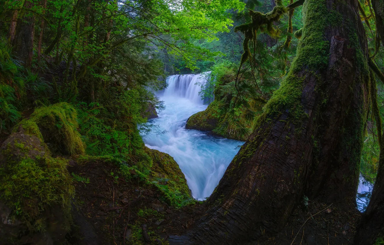 Photo wallpaper forest, trees, branches, river, for, foliage, waterfall, stream