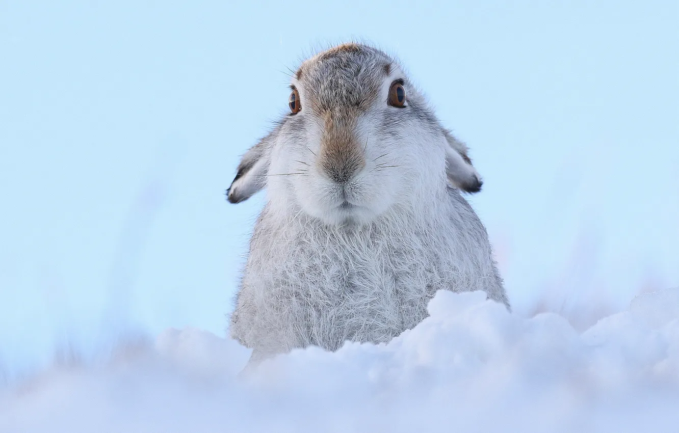 Photo wallpaper look, snow, hare, face