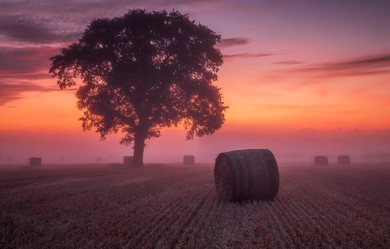 Photo wallpaper field, the sky, clouds, trees, sunset, fog, dawn, hay