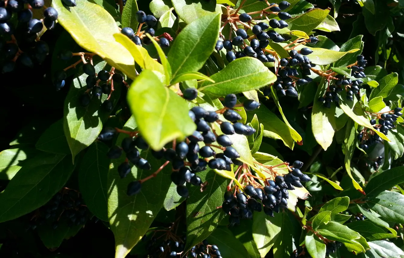 Photo wallpaper greens, leaves, berries, plant, the bushes, Cyprus, Cyprus, Monastery Of The Holy Virgin Of Kykkos