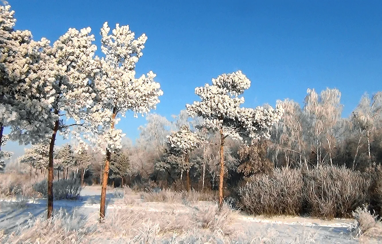 Photo wallpaper frost, forest, background, Wallpaper, Winter, pine, OMSK, Siberia