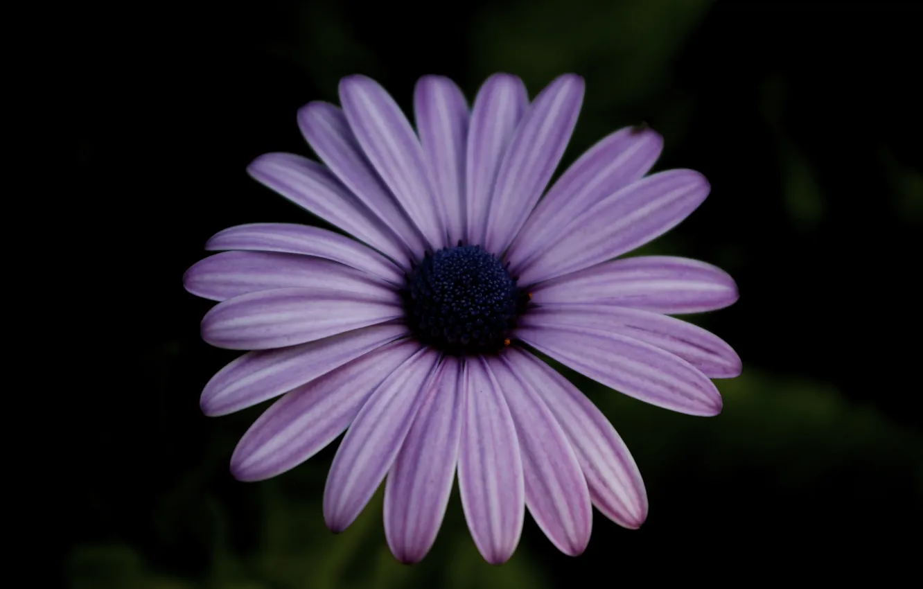 Photo wallpaper flowers, background, petals, lilac