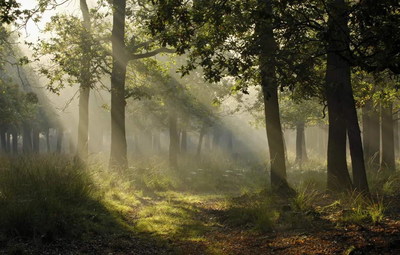 Photo wallpaper forest, the sun, rays, light, trees, nature