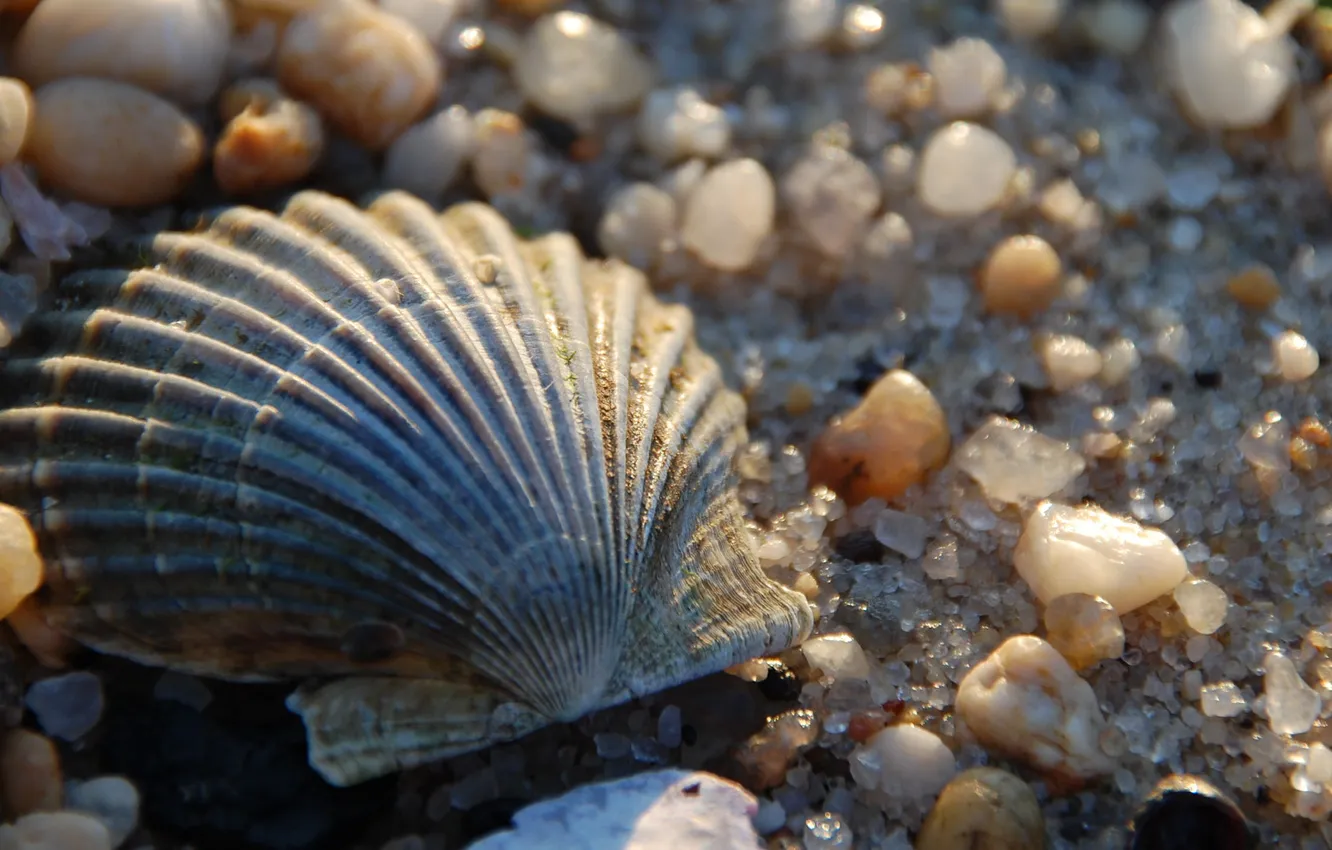 Photo wallpaper sand, the sun, stones, shell, stones