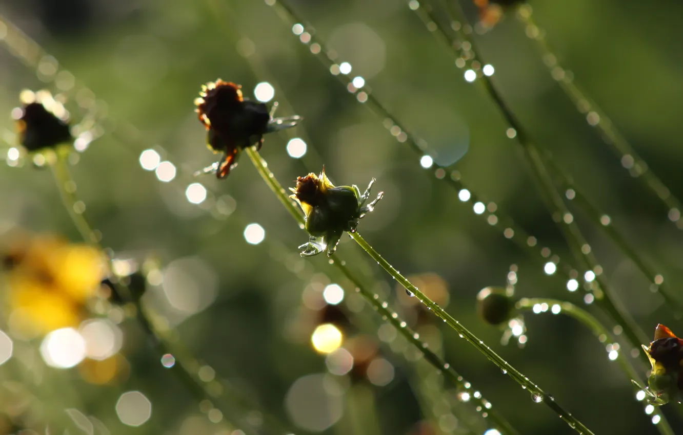 Photo wallpaper greens, grass, water, drops, macro, light, squirt, Rosa