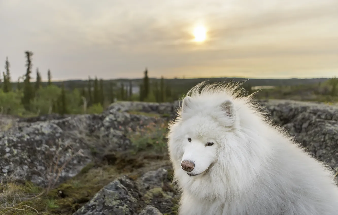 Photo wallpaper look, face, nature, dog