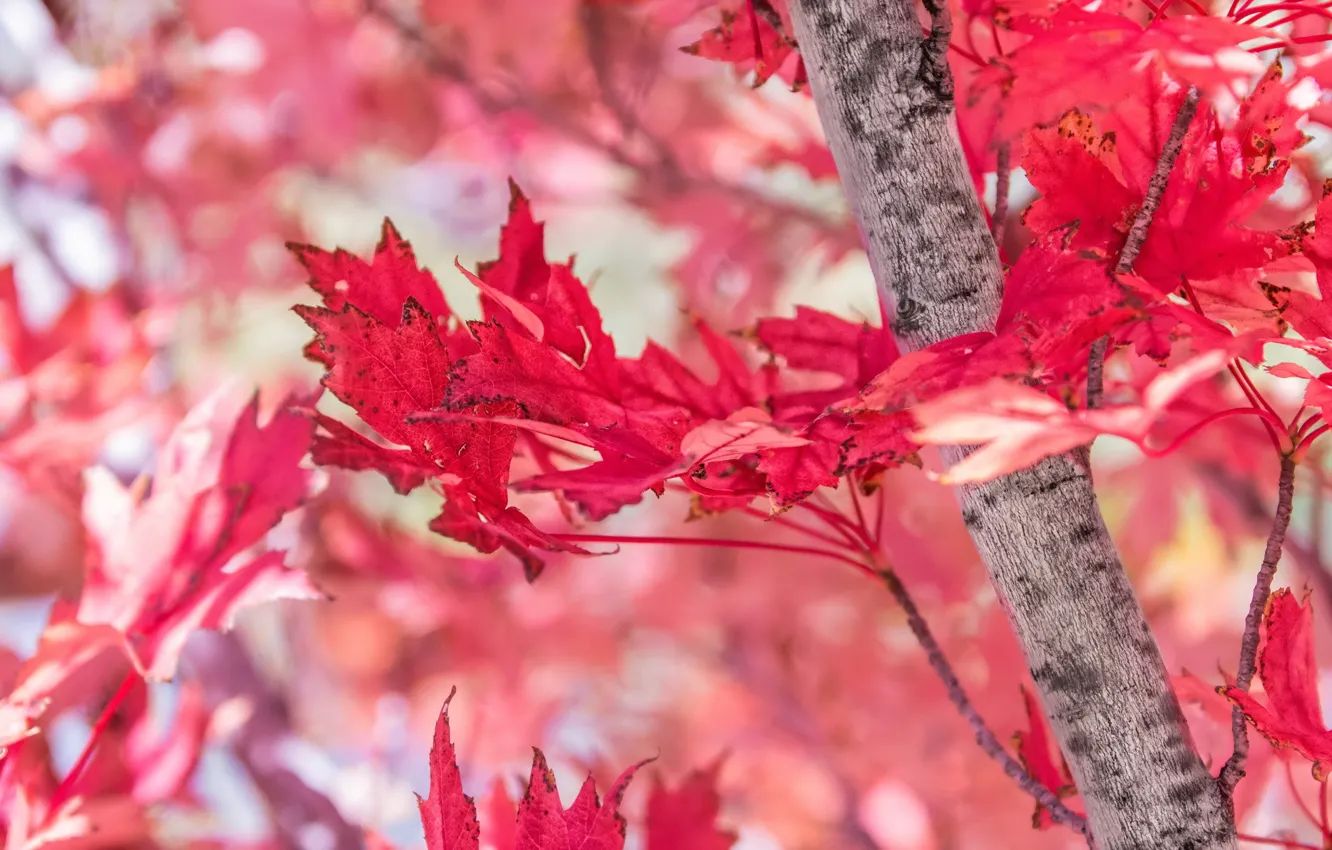 Photo wallpaper autumn, leaves, red, tree, maple
