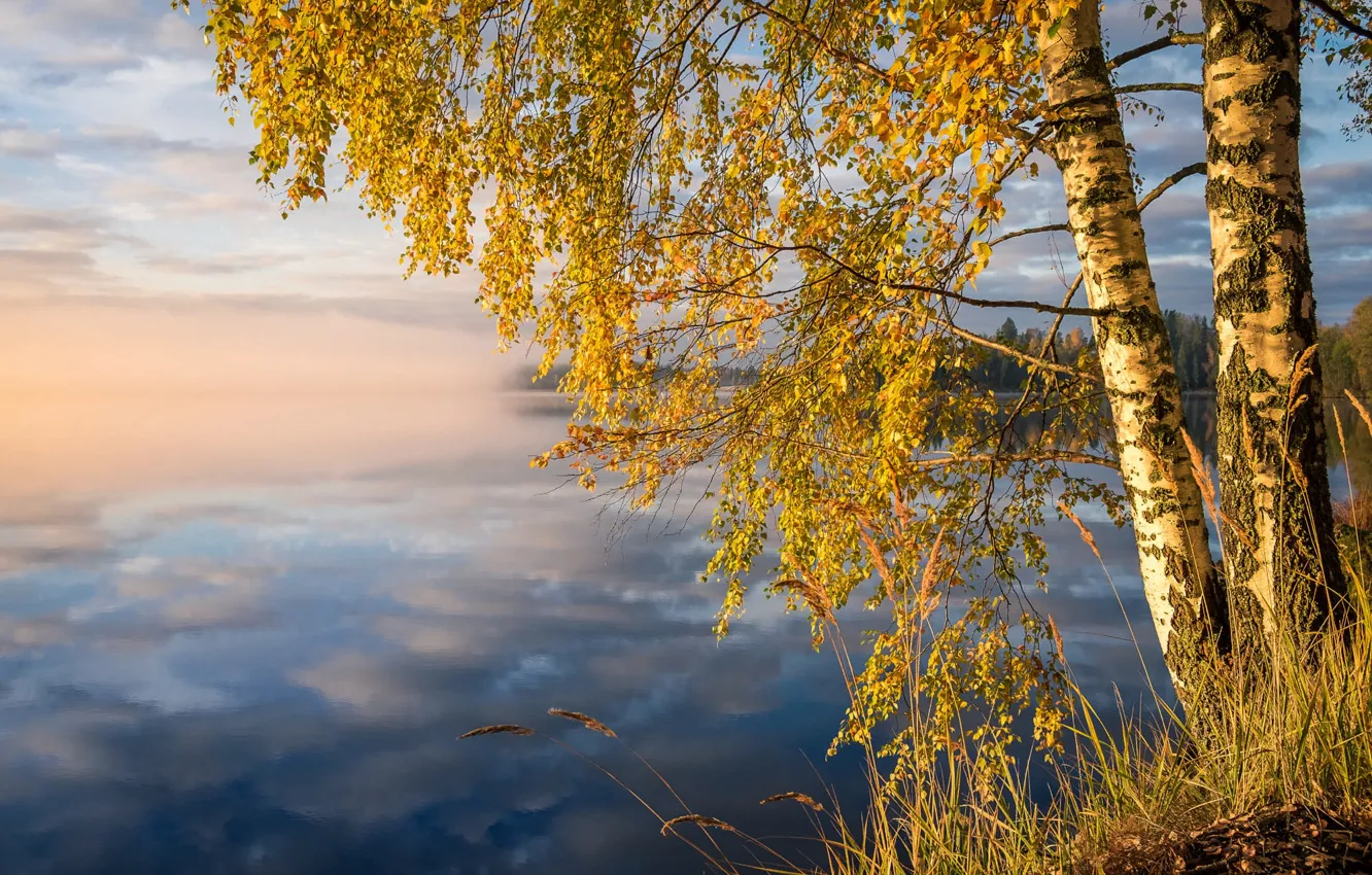 Photo wallpaper autumn, forest, grass, clouds, trees, landscape, nature, fog