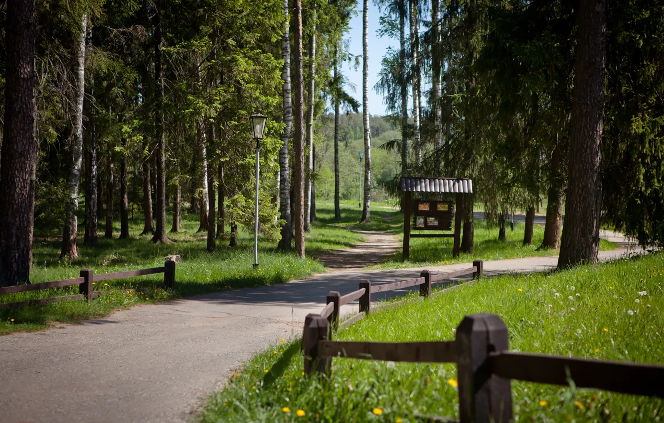 Photo wallpaper road, forest, grass, trees, nature, grass, forest, road
