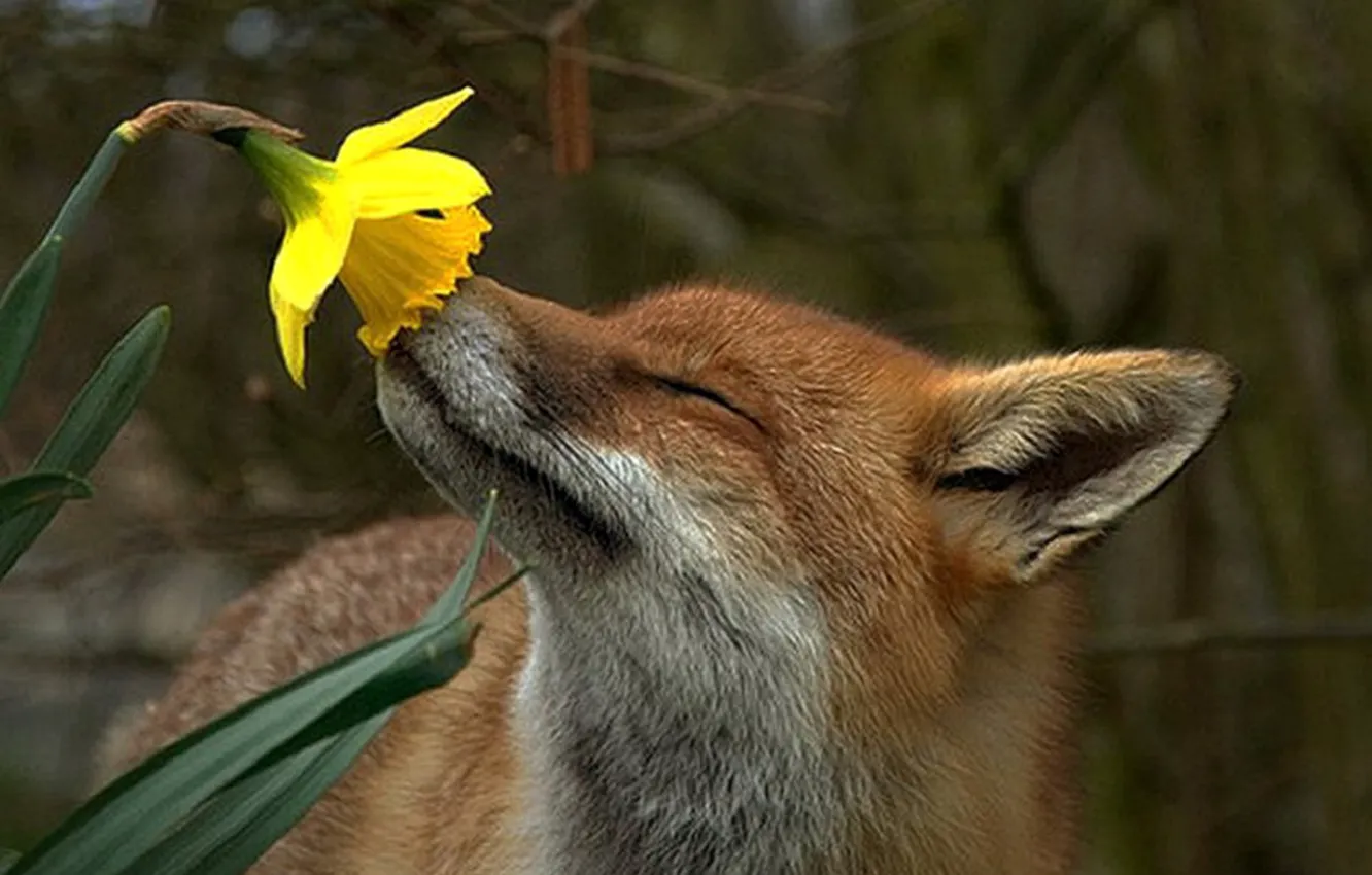 Photo wallpaper flower, animal, fox in love