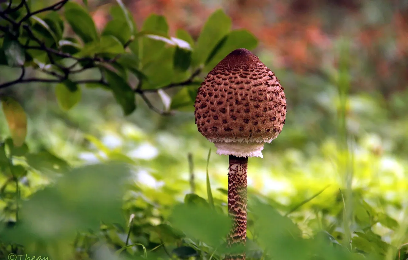 Photo wallpaper greens, grass, mushrooms, mushroom umbrella