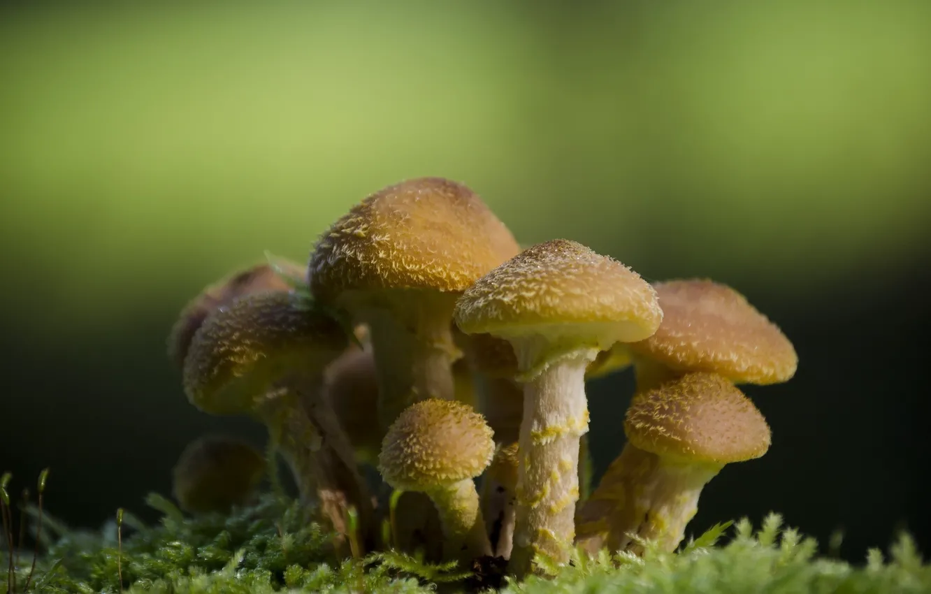 Photo wallpaper macro, moss, Mushrooms