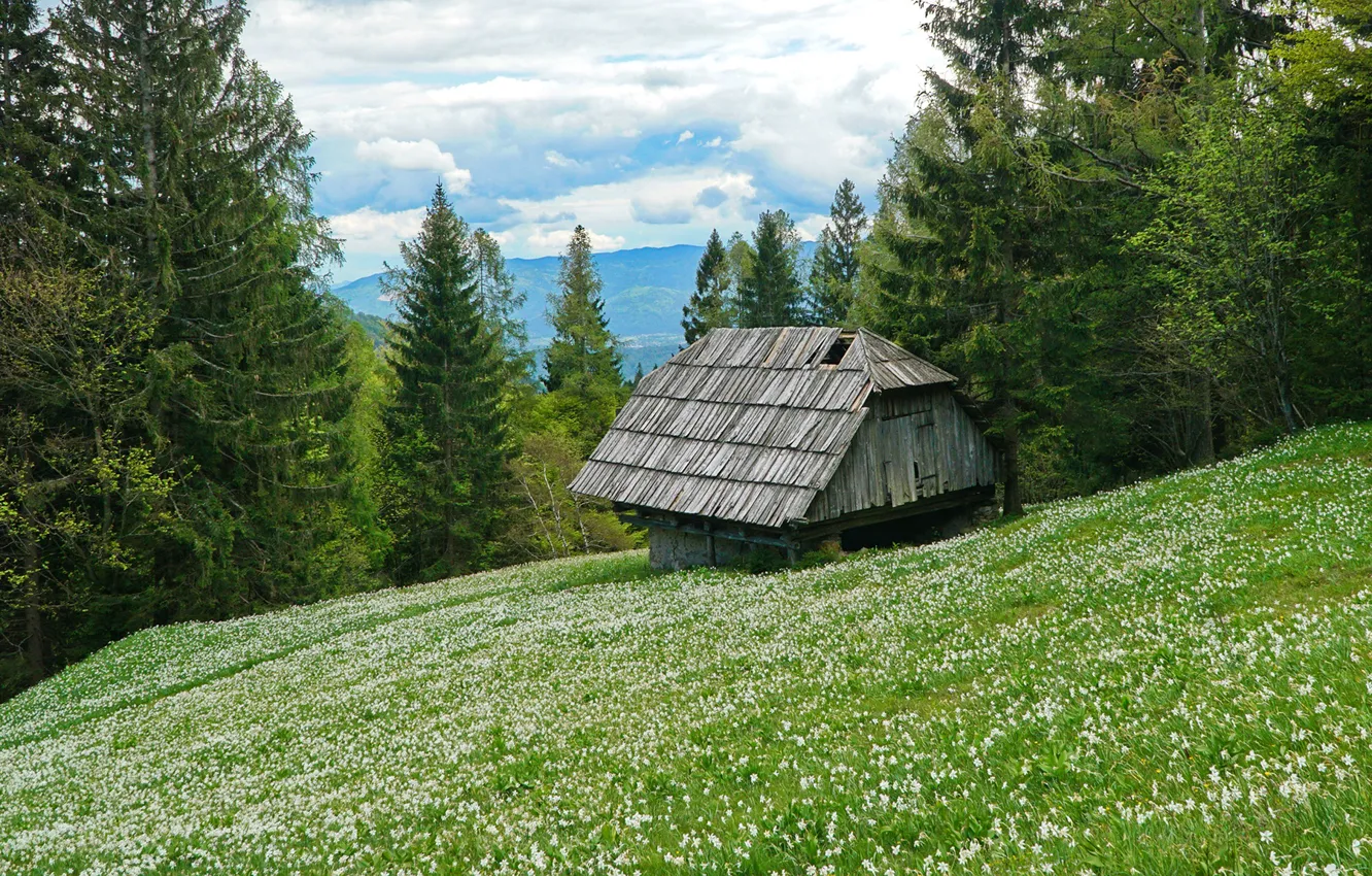 Photo wallpaper greens, forest, grass, clouds, trees, flowers, mountains, slope