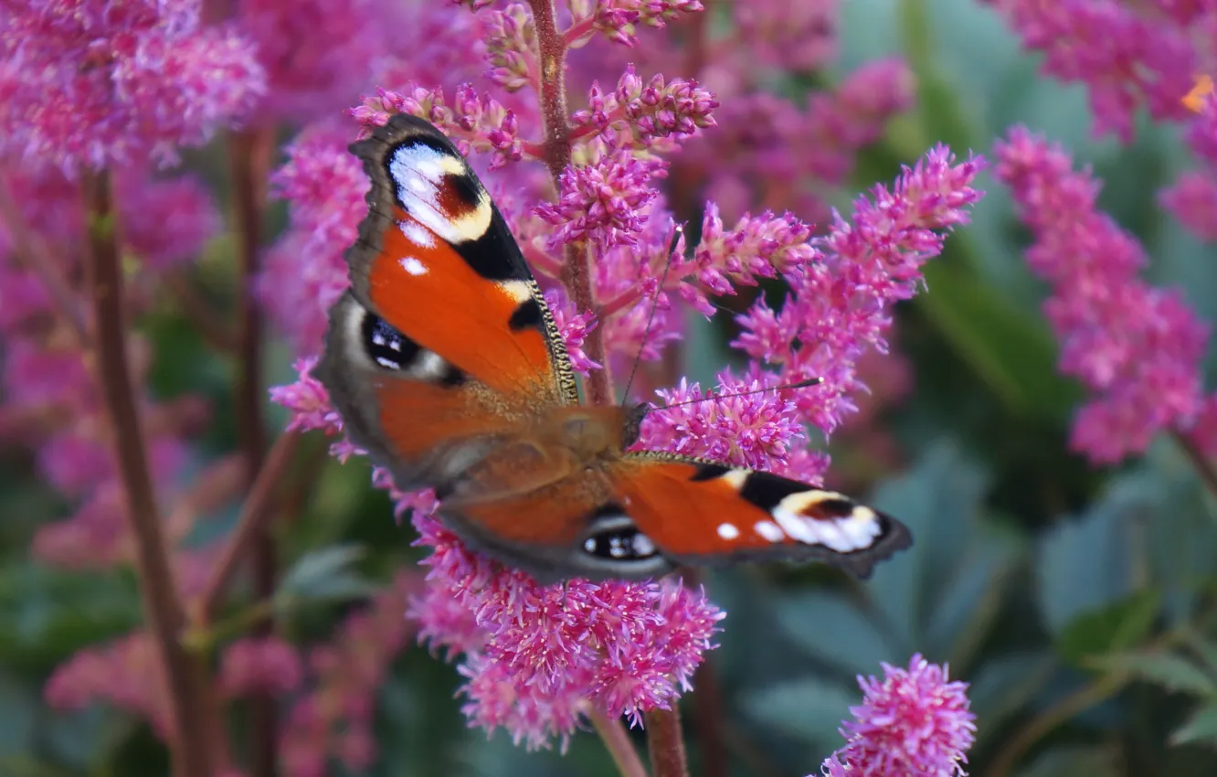 Photo wallpaper macro, flowers, butterfly