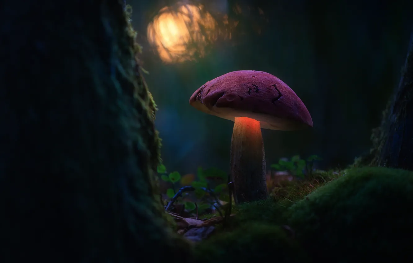 Photo wallpaper forest, macro, light, mushrooms, moss, bokeh