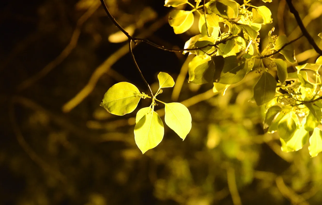 Photo wallpaper leaves, macro, trees, yellow, background, tree, widescreen, Wallpaper