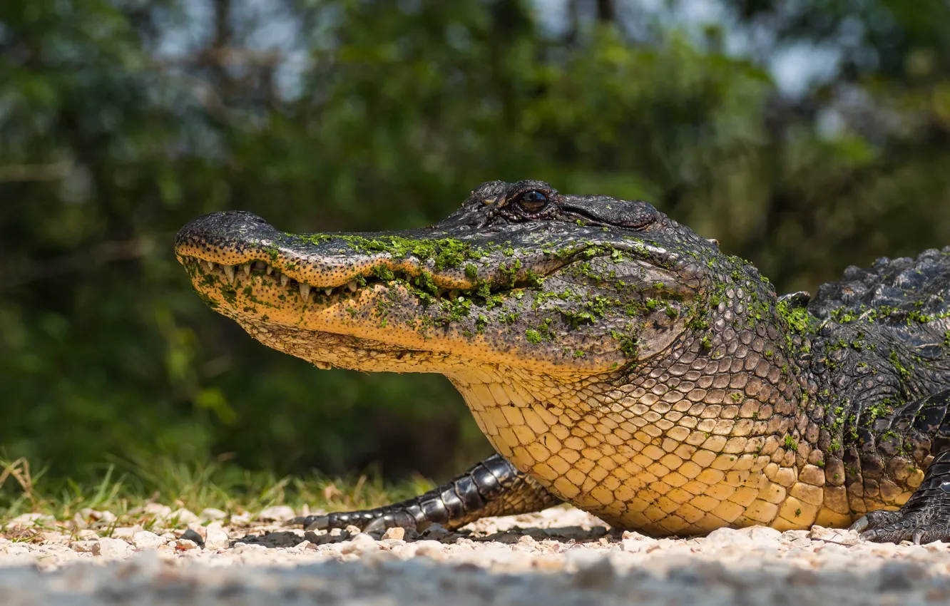 Photo wallpaper alligator, reptile, Mississippi alligator